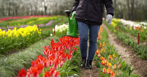Agriculture-Farmer-Watering-Tulips-At-Tulip-Flor-Plantation-2