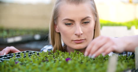 Agriculture-Farmer-Researches-Examining-Flowers-Seedlings-At-Greenhouse