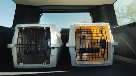 Two-Cages-For-The-Transport-Of-Animals-In-The-Trunk-Of-The-Car-The-Car-Carries-Two-Cages-With-Puppie