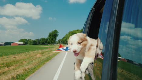 The-Dog-Looks-Out-The-Window-Of-The-Car-In-The-Paws-Of-Her-Flag-Of-Norway-Travel-To-The-Countries-Of