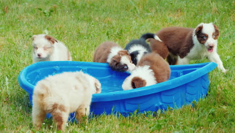 Several-Puppies-Eagerly-Drink-Water-From-A-Small-Pool-In-The-Backyard-Of-The-House