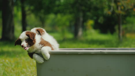 Funny-Puppies-Escape-From-The-Basket-Motivation-And-Determination-Concept