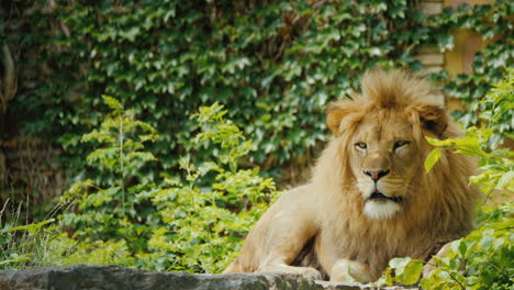 The-Mighty-Lion-Is-Carefully-Watching-Its-Territory-Looking-Forward
