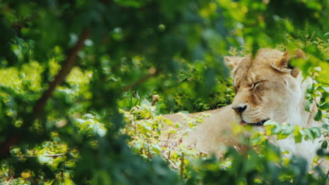 Lioness-Resting-In-The-Thicket-Of-The-Jungle