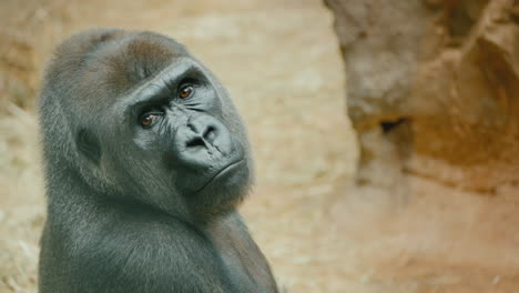 Portrait-Of-A-Gorilla-Looking-Around