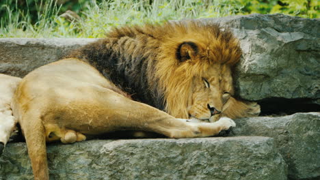 Lion-With-A-Beautiful-Mane-Resting-On-The-Stones