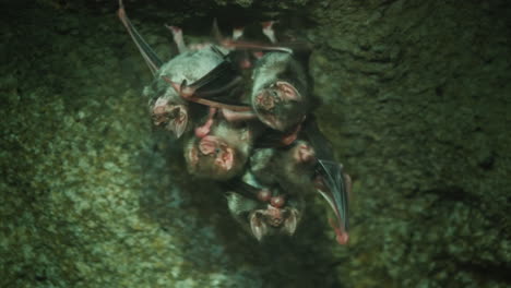 Group-Of-Vampire-Bats-In-A-Cave