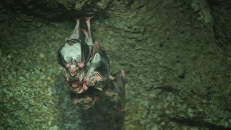 Eine-Gruppe-Vampirmäuse-Unter-Der-Decke-Einer-Dunklen-Höhle-Dark