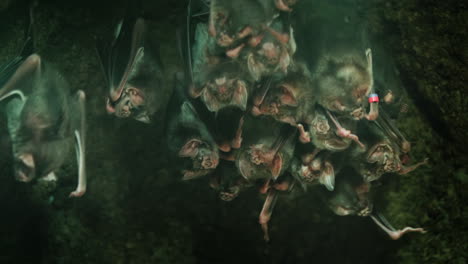 Large-Group-Of-Vampire-Bats-In-A-Cave