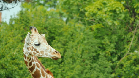 Cute-Giraffe-On-A-Background-Of-Green-Trees