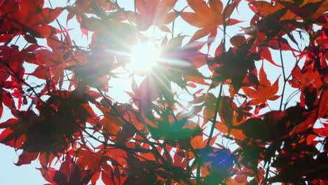 The-Sun-Shines-Through-The-Leaves-Of-American-Red-Maple