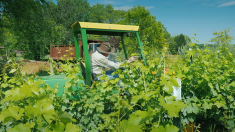 Germer-On-A-Small-Tractor-With-Additional-Equipment-Processes-The-Vine-Of-The-Grapes-With-Herbicides
