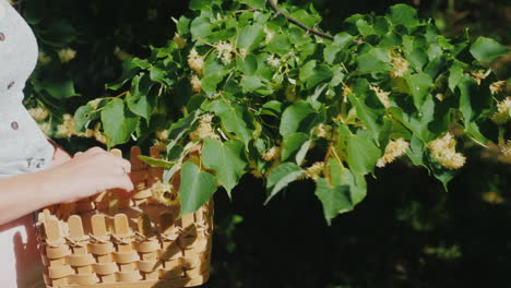 Woman-Picks-Linden-Flowers-From-A-Tree-Collection-Of-Medicinal-Plants