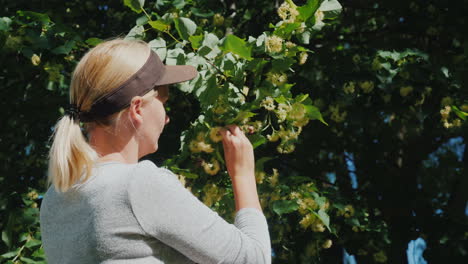 Woman-Picks-Linden-Flowers-From-A-Tree-Collection-Of-Medicinal-Plants