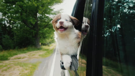 A-Brave-Puppy-Boldly-Looks-Forward-Looking-Out-Of-A-Car-Window-Behind-His-Puppies-Friends-Pet-Travel