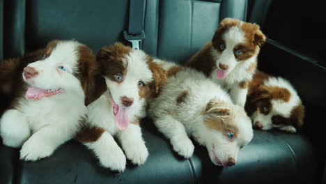 Puppies'-Hard-Journey---A-Group-Of-Tired-Pets-In-The-Backseat-Of-A-Car