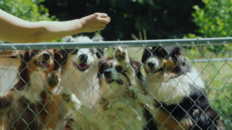 The-Owner-Treats-His-Dogs-In-The-Aviary-With-A-Delicious-Treat