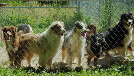 Active-Dogs-Of-The-Breed-Australian-Shepherd-In-The-Aviary