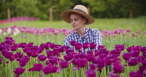 Hands-Checking-Purple-Tulip-Petals-At-Farm-1