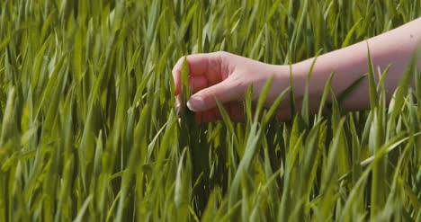 Agriculture-Woman-Hand-Touching-Wheat-Crops-At-Farm-4