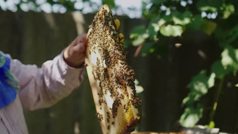 Hands-Of-The-Beekeeper-Keep-A-Frame-From-The-Hive-Learns-How-Much-Honey-Bees-Bring-4k-Video