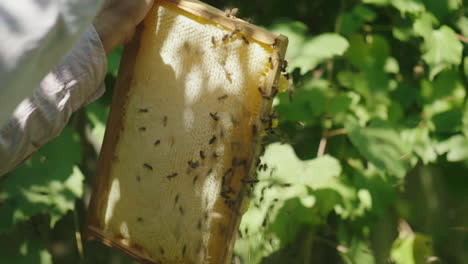 Hände-Des-Imkers-Halten-Einen-Rahmen-Aus-Dem-Bienenstock-Erfährt,-Wie-Viel-Honigbienen-HD-Video-Bringen