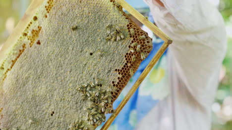 Imker-Inspiziert-Rahmen-Mit-Bienen-Arbeitet-Im-Bienenhaus-4k-Video