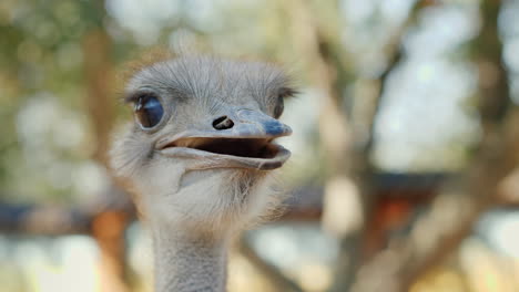 Head-And-Neck-Of-An-Ostrich-Video-With-Shallow-Depth-Of-Field-4k-Video