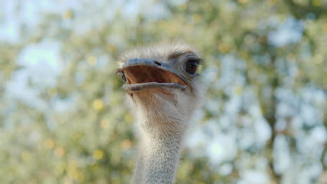 Head-And-Neck-Of-An-Ostrich-Video-With-Shallow-Depth-Of-Field-4k-Video