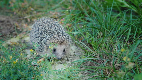 A-Little-Hedgehog-In-The-Grass-Looks-At-The-Camera-Sniffs-His-Nose-4k-Video