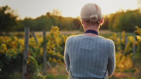 Woman-Farmer-Walking-Among-The-Rows-Of-A-Vineyard-At-Sunset-Handheld-Shot