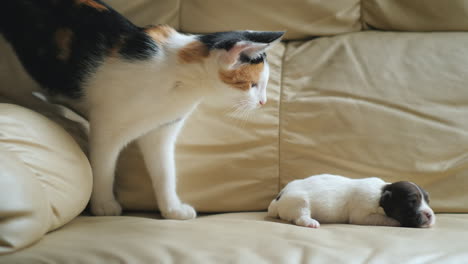 Cat-Plays-With-A-Newborn-Puppy