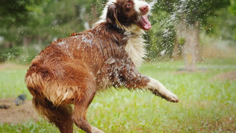 Shepherd-Takes-Water-Treatments---Plays-With-A-Garden-Hose-Funny-Pets-Slow-Motion-Video