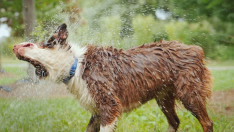 Wet-Dog-Shakes-Off-Water-Splashes-Fly-In-All-Directions