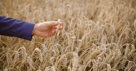Wheat-Grains-In-Farmer-Hands-Agriculture-1