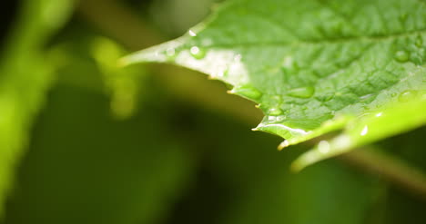 Water-Drops-On-Leaf-Surface