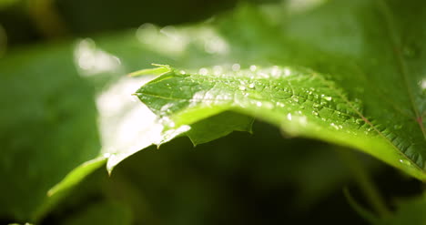Water-Drops-On-Leaf-Surface-1