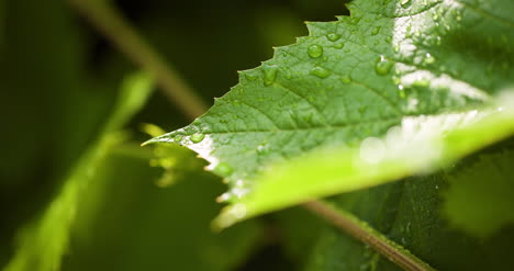 Water-Drops-On-Leaf-Surface-12
