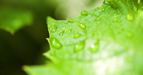 Water-Drops-On-Leaf-Surface-19