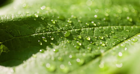Water-Drops-On-Leaf-Surface-20