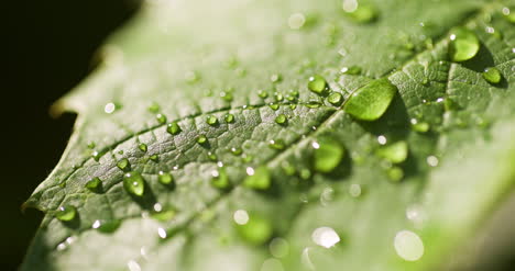 Water-Drops-On-Leaf-Surface-21