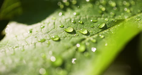 Water-Drops-On-Leaf-Surface-22