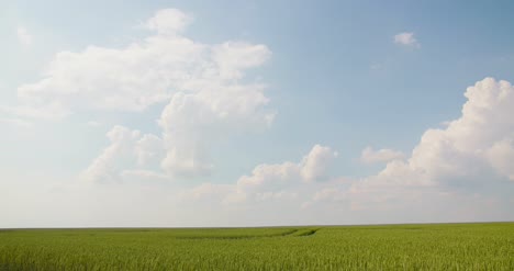 Wheat-Field-Against-Clouds-Timelaps