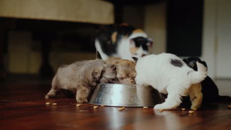 Funny-Little-Puppies-Eat-From-A-Bowl-In-The-Background-Behind-Them-Is-A-Cat-Videos-With-Your-Favorit