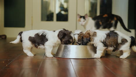 A-Few-Cute-Little-Puppies-Eat-From-A-Bowl-In-The-Background-Behind-Them-Watching-A-Cat