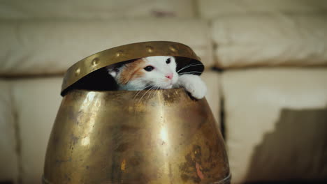 Funny-Cat-Will-Climb-Out-Of-The-Jug