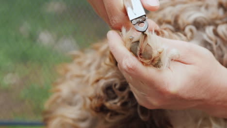 The-Owner-Cuts-The-Dog's-Claws-Close-Up-Shot