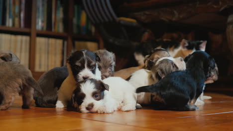 Funny-Puppies-Play-On-The-Floor-In-The-Room-The-Cat-Is-Watching-Them