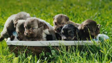 Basket-Of-Happiness---Little-Puppies-On-A-Lush-Green-Lawn