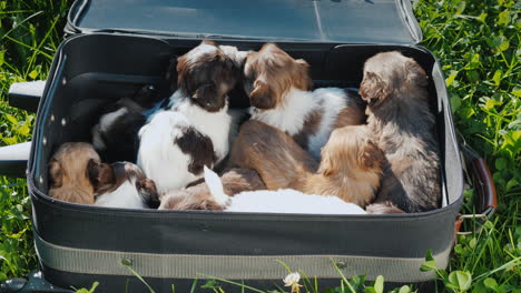 A-Suitcase-Full-Of-Little-Jolly-Puppies-Lies-On-The-Green-Grass